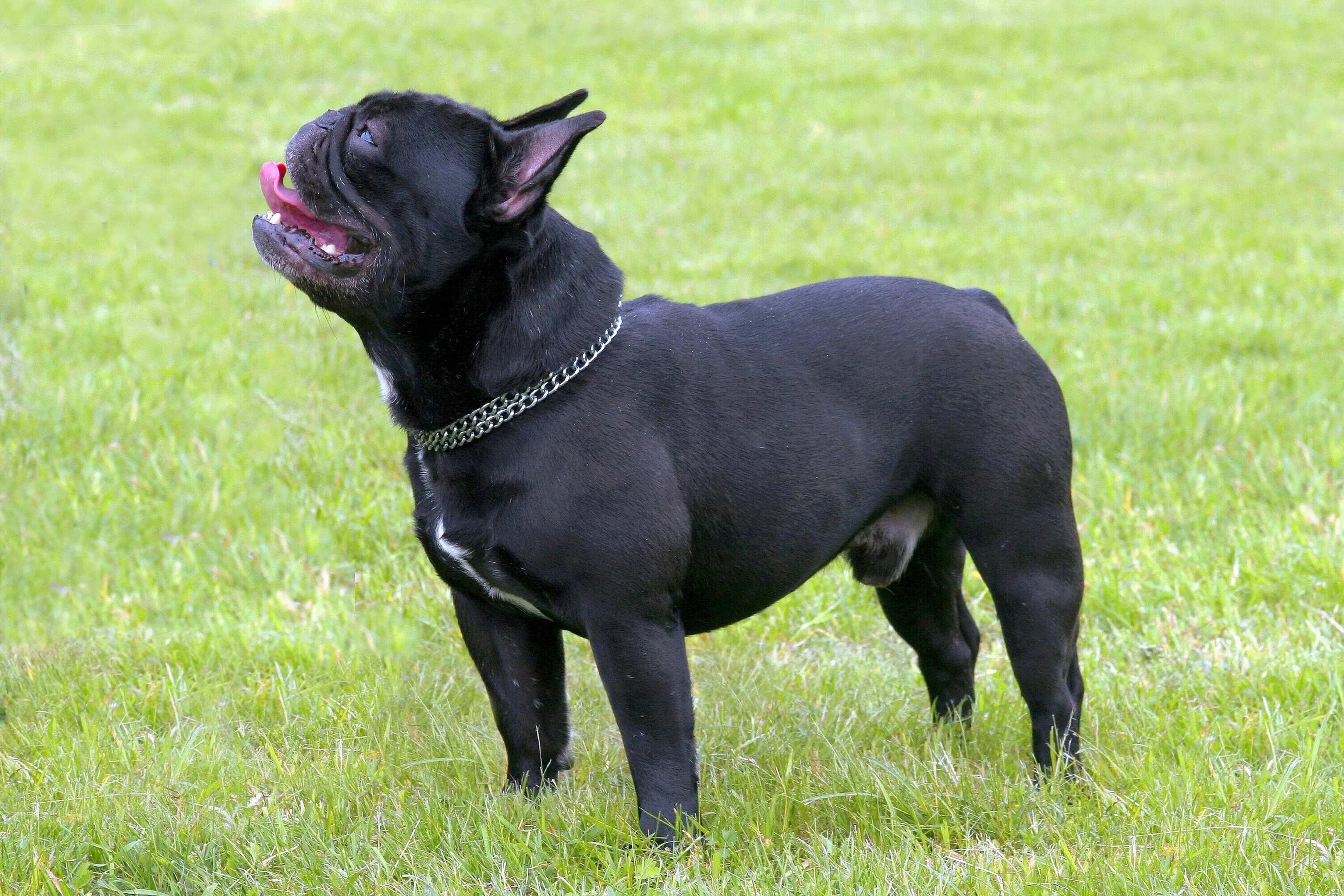 Frenchton (Faux Frenchbo Bulldog)